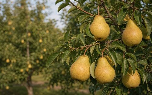 11 лучших зимних сортов груш: обзор урожайных и морозостойких
